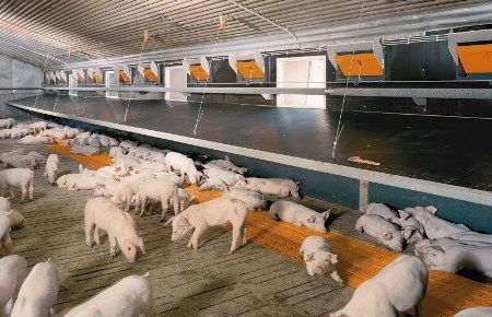Компания «Сибагро» подвела итоги года: завершена санация на свинокомплексе в Кемеровской области
