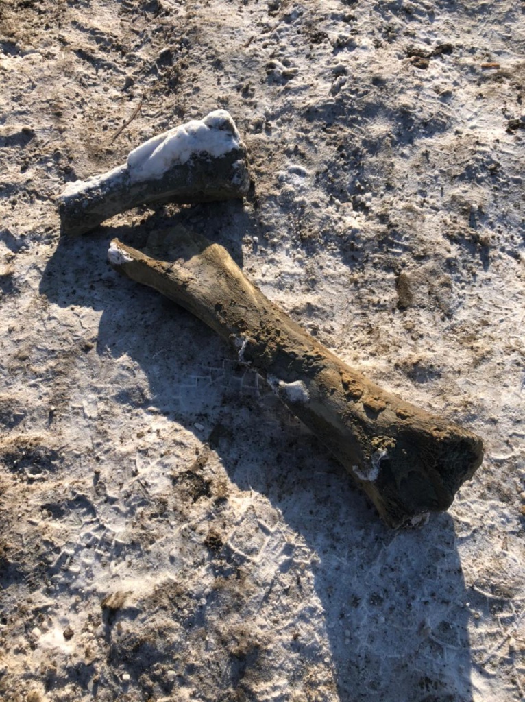 В Кемерово  обнаружены останки мамонта