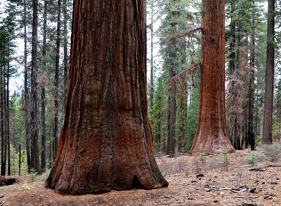 sequoia trees 2207543 960 720