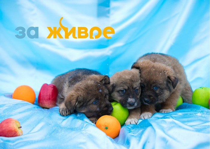 За живое Новокузнецк Дом друзеи