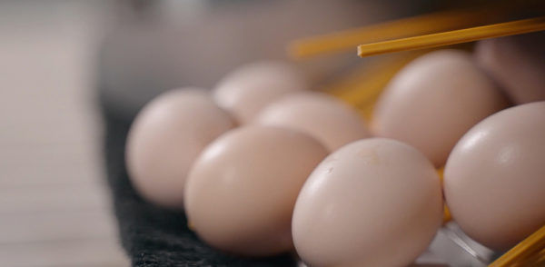 На птицефабрике «Сибагро» в Кемеровской области запустили производство отечественных инкубационных яиц