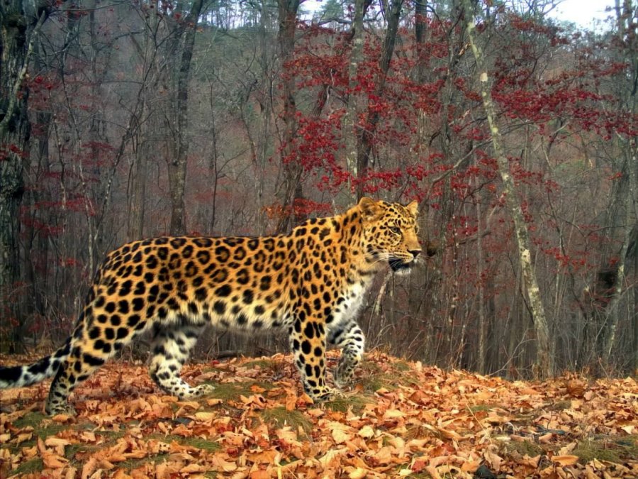 Leopard2