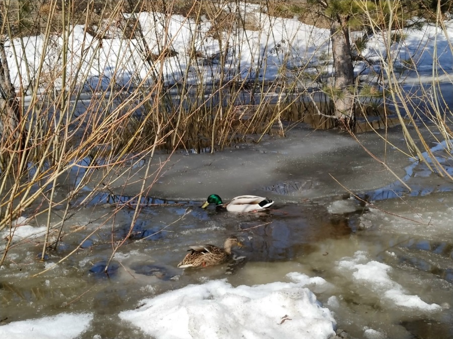 Фото: НИА-Кузбасс Utki