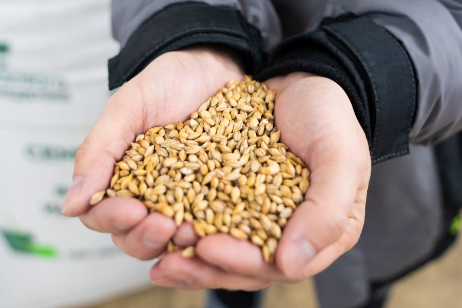 Аграрии Кузбасса увеличили производство семян пшеницы, гороха и ячменя