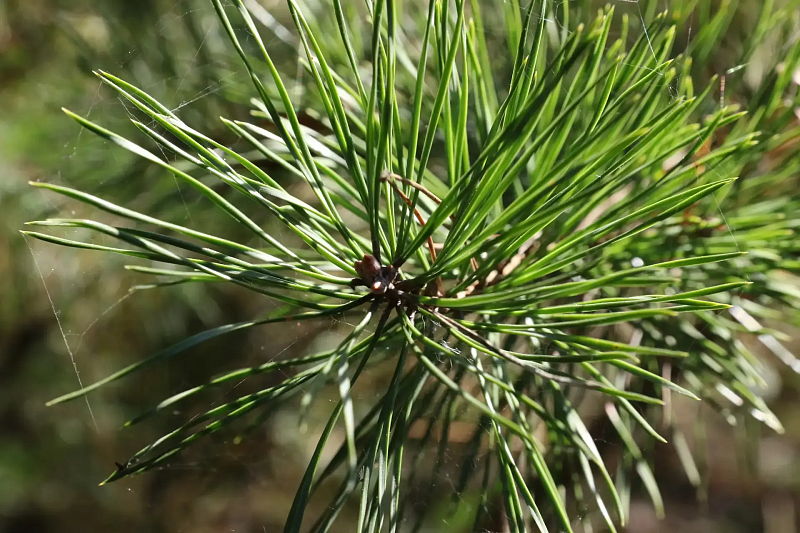 Фото пресс-службы Администрации города Кемерово rb5u254or29rdf3kxqm3hegnru2wofvi
